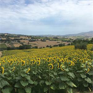 Agricultural Field for Sale in Osimo